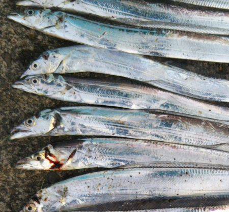 阿南市の中浦緑地公園でタチウオ