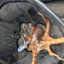 マイポイントでのオクトパッシング