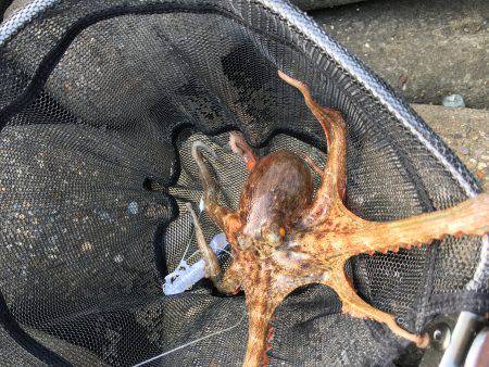 マイポイントでのオクトパッシング