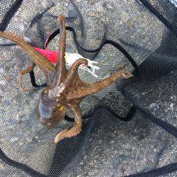 デイオクトパッシング2