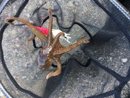 デイオクトパッシング2