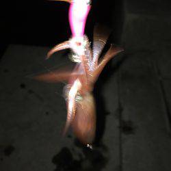 ケンサキイカ！！！