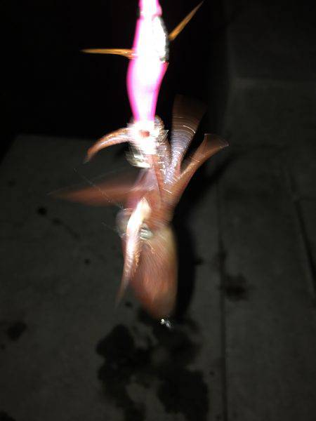 ケンサキイカ！！！