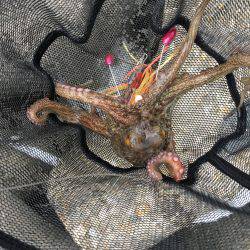 早朝オクトパッシング