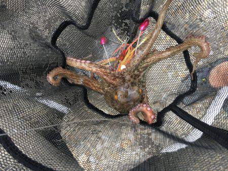 早朝オクトパッシング