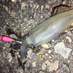 ライトエギング