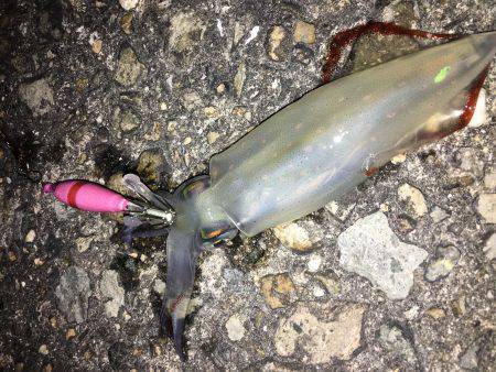 ライトエギング