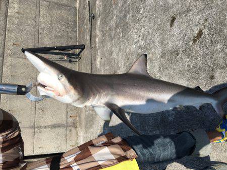 一文字でショアジギング