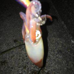 ケンサキライトエギング