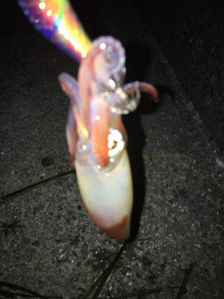 ケンサキライトエギング