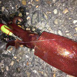 ライトエギング