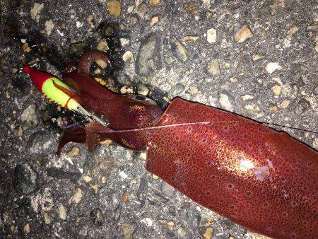 ライトエギング