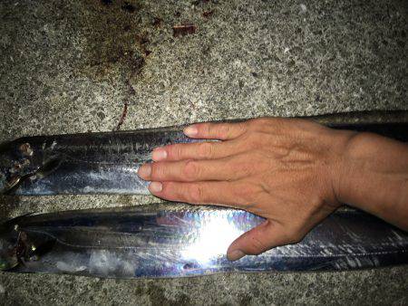 ポーアイ沖サゴシ タチウオ