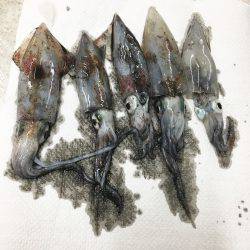 ダメよ〜ダメダメエギング