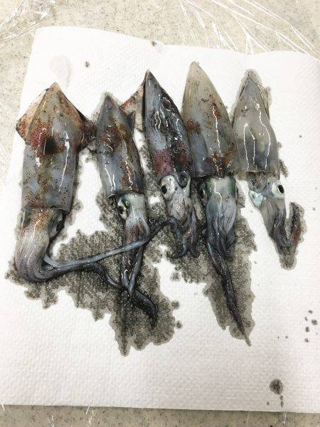 ダメよ〜ダメダメエギング