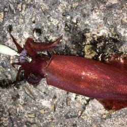 ケンサキエギング