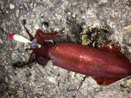 ケンサキエギング