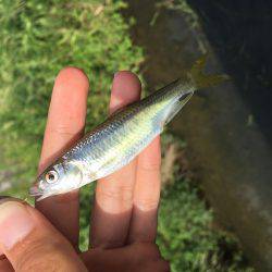 オイカワめっちゃ綺麗