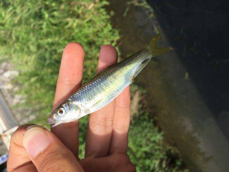 オイカワめっちゃ綺麗