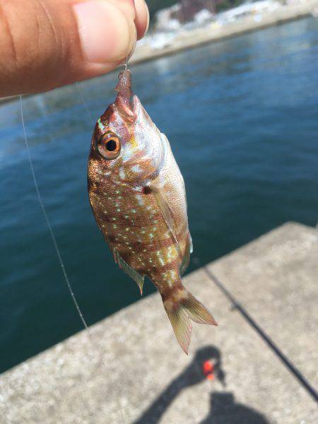 キスのつもりがサビキw