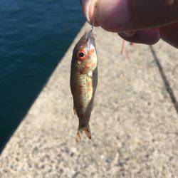 釣り始め遅すぎたw