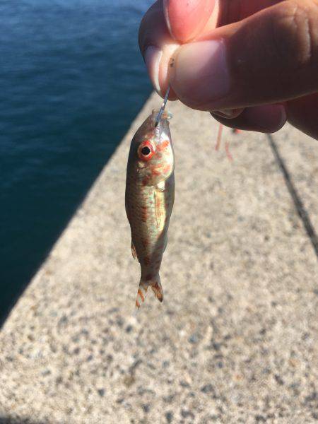 釣り始め遅すぎたw