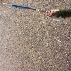 安定のタコ釣り16