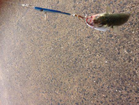 安定のタコ釣り16