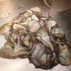 タコ釣り終盤10