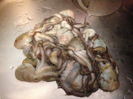 タコ釣り終盤10