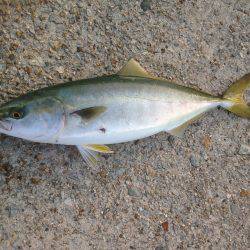 ハマチツーシオワン