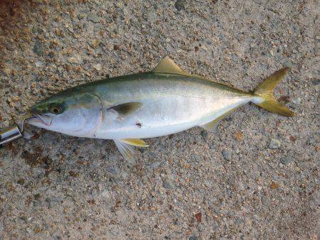 ハマチツーシオワン