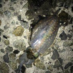 穴釣り、ライトエギング