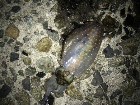 穴釣り、ライトエギング