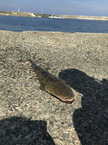 初めて泳がせ釣りで釣りました！ 竿が吹っ飛んで行きかけて焦りました‼︎