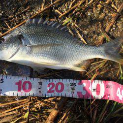 チヌデイゲーム