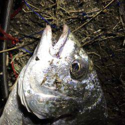 夜のカニ落とし込みでキビレ