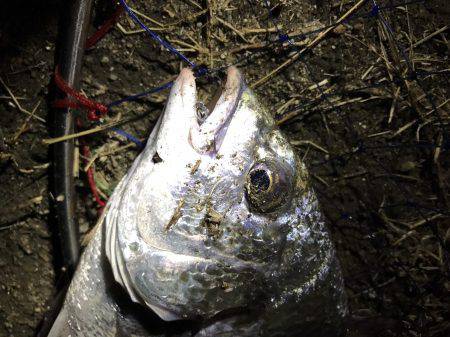 夜のカニ落とし込みでキビレ
