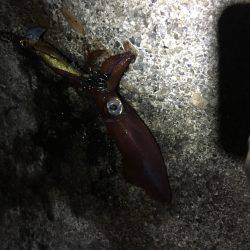 今シーズン初アオリ