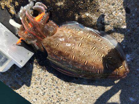 エギングに切り替え