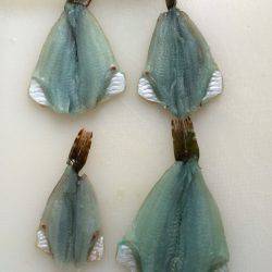 ツバス連敗中…