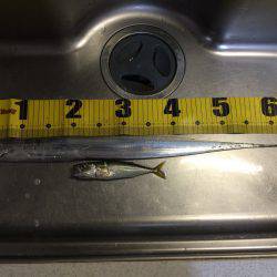 今年初タチウオ