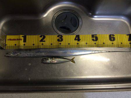 今年初タチウオ