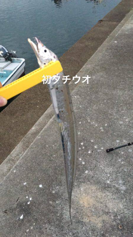 ナブラ神やっさ〜