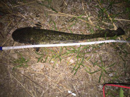 スリル満点の夜遊び