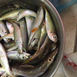 夏休み最後の釣行！