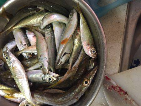 夏休み最後の釣行！