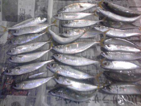 新宮港は小サバばかり