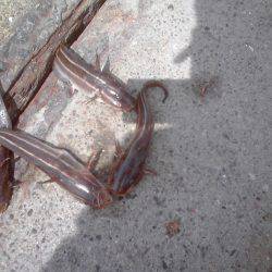 外道　ゴンズイ多い