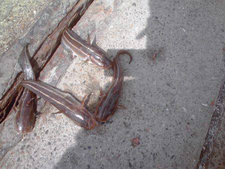 外道　ゴンズイ多い